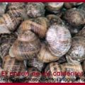 Limpieza y cocción de caracoles