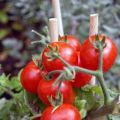TOMATES CHERRY EN CONSERVA