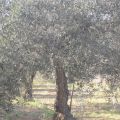 Aceite de oliva, propiedades