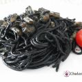 Spaguetti al nero di sepia con gambitas