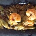 CARXOFES AMB GAMBES