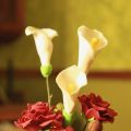 Flores de azúcar (Pasta de goma)