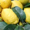 Limoncello al estilo de Sorrento