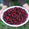 Tarta de arroz con salsa de moras