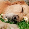 La primavera y nuestros peludos