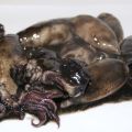 CALAMARES EN SU TINTA