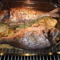 Dorada Mercury