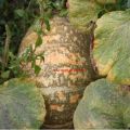 Huerta: calabazas