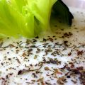 Crema de pepino, manzana y apio con yogur