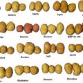 Patatas sin Importancia