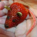 RATONCITOS DE FRESA