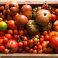 De la huerta a la mesa: cobbler de tomates[...]