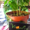 VEGÀLIA, BAR VEGANO EN MATARÓ (BARCELONA)