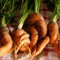 De la huerta a la mesa: celebrando lo[...]