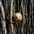 CON LA C DE CARACOL - PROYECTO DE LA A A LA Z[...]