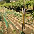 Huerta: recolectando