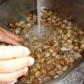 LIMPIAR LOS CARACOLES y LA SALSA DE ABUELA[...]