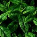 MENTA