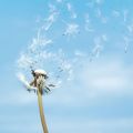Volando alto