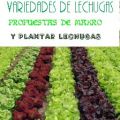 VARIEDADES DE LECHUGAS Y PROPUESTAS DE MAKRO