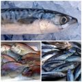 Pescado de temporada: septiembre
