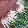 Calçots, salvitxada expres y algunos rincones[...]