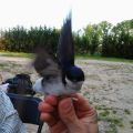 Curso de manipulación y anillamiento de aves -[...]