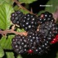 MERMELADA DE MORAS