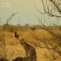 Safari en Botswana, la Autenticidad de Savute