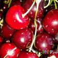 MERMELADA DE CEREZAS