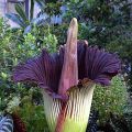 La flor cadáver, la más grande y apestosa del[...]