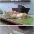 Tarta o Kuchen de manzanas y crema pastelera