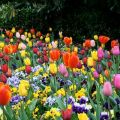 MAGDALENAS DE PRIMAVERA