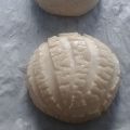 CONCHAS MEXICANAS