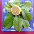 PAPARAJOTES