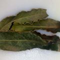 El LAUREL