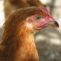 Haz Feliz a una Gallina