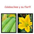 PASTEL DE CALABACÍN