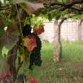 Huerta: Vendimia del tinto