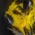 Paella marinera