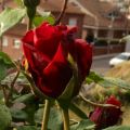 FELIÇ DIADA DE SANT JORDI
