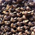Caracoles al horno.