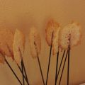 Piruletas de parmesano