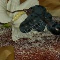 Bizcocho  De Uva Negra