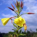 Aceite de Onagra
