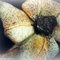 Estrellas brioche para Mª José