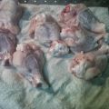 Alitas pollo