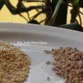 Arroz de la terra