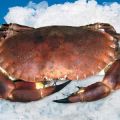 Receta: Salpicón de buey de mar en su caparazón