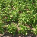 Huerta: primavera y primeros cultivos
